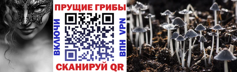 Галлюциногенные грибы Psilocybine cubensis  где найти наркотики  Духовщина 